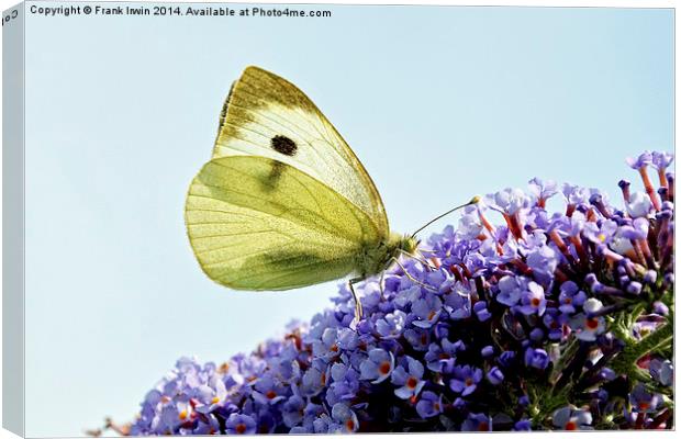 Green Veined White butterfly Canvas Print by Frank Irwin