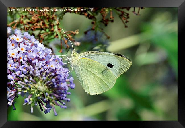 Green Veined White butterfly Framed Print by Frank Irwin