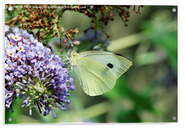 Green Veined White butterfly Acrylic by Frank Irwin