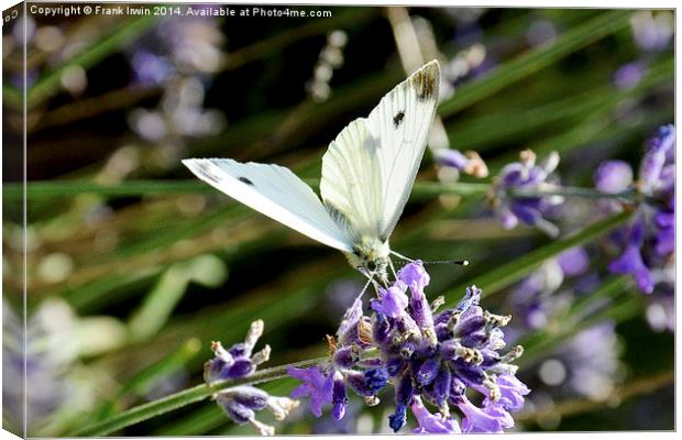 The small white butterfly Canvas Print by Frank Irwin