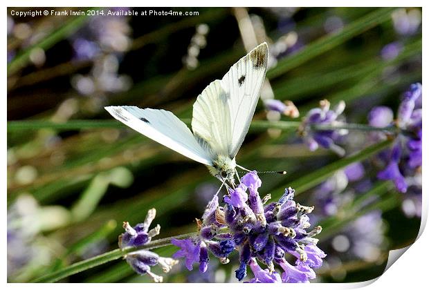 The small white butterfly Print by Frank Irwin