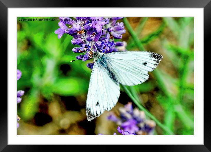 The small white butterfly Framed Mounted Print by Frank Irwin
