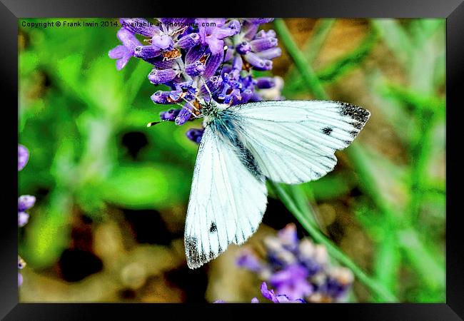 The small white butterfly Framed Print by Frank Irwin