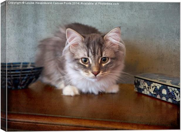 Siberian Forest Cat, kitten Canvas Print by Louise Heusinkveld