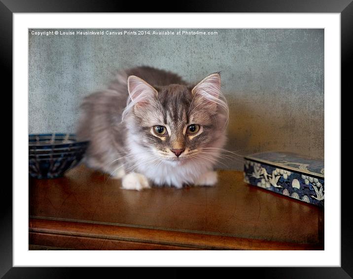 Siberian Forest Cat, kitten Framed Mounted Print by Louise Heusinkveld