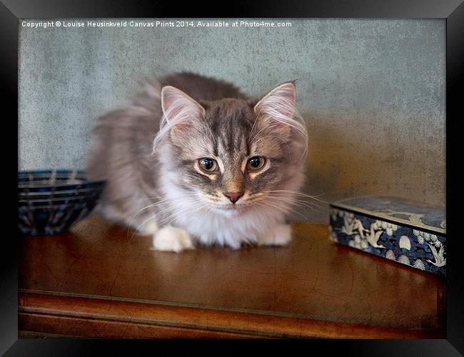 Siberian Forest Cat, kitten Framed Print by Louise Heusinkveld