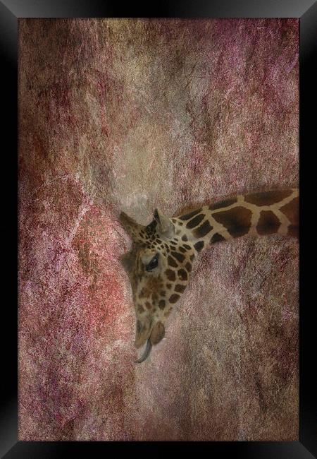 Giraffe Framed Print by Judy Hall-Folde