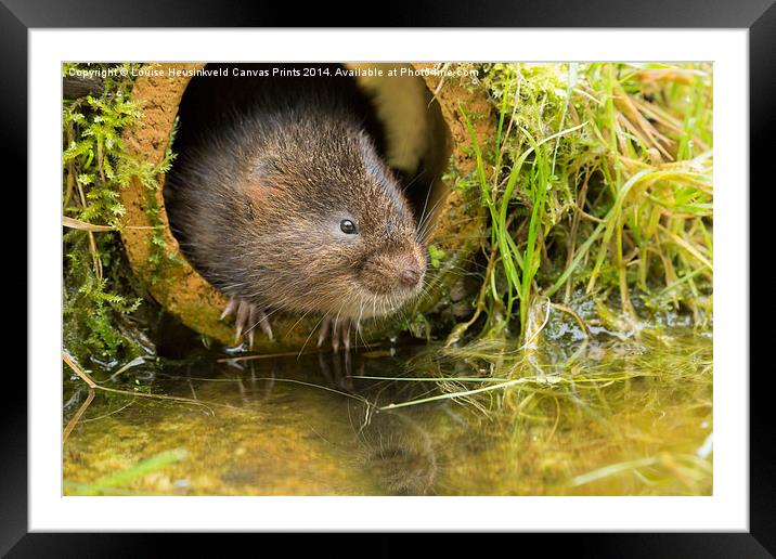 European water vole, Arvicola amphibius Framed Mounted Print by Louise Heusinkveld