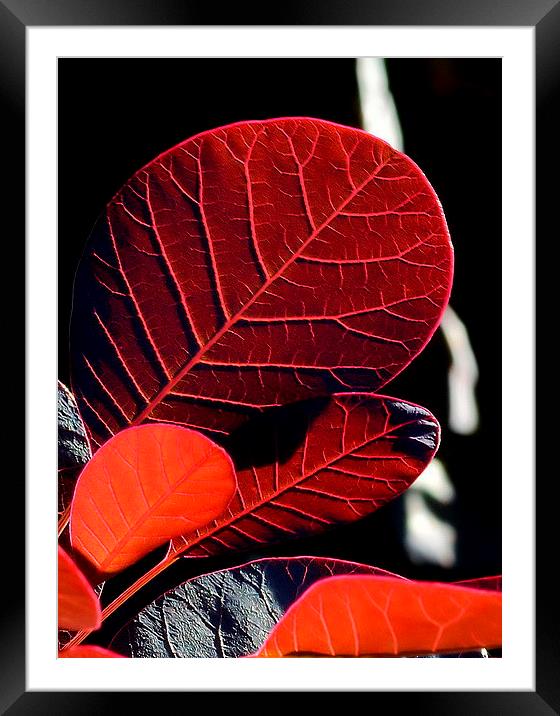 Leaves in the Late Evening Sun Framed Mounted Print by Mark  F Banks