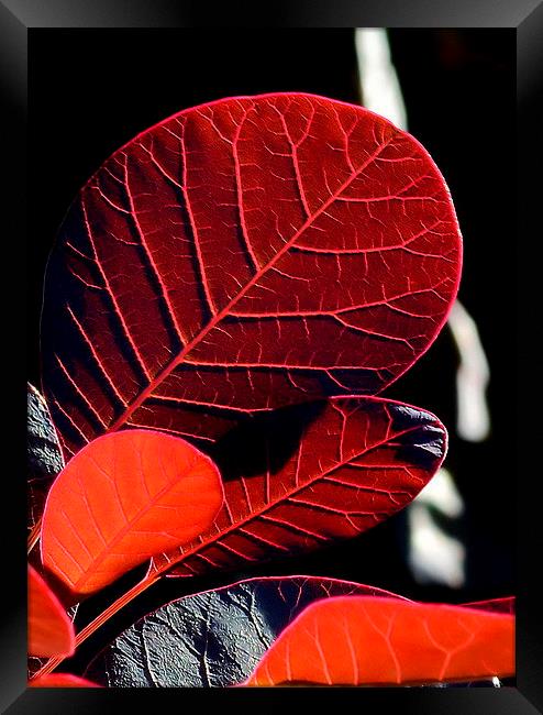 Leaves in the Late Evening Sun Framed Print by Mark  F Banks