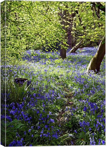 Bluebells in Priors Wood Canvas Print by Carolyn Eaton