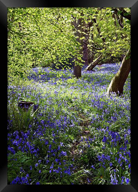 Bluebells in Priors Wood Framed Print by Carolyn Eaton