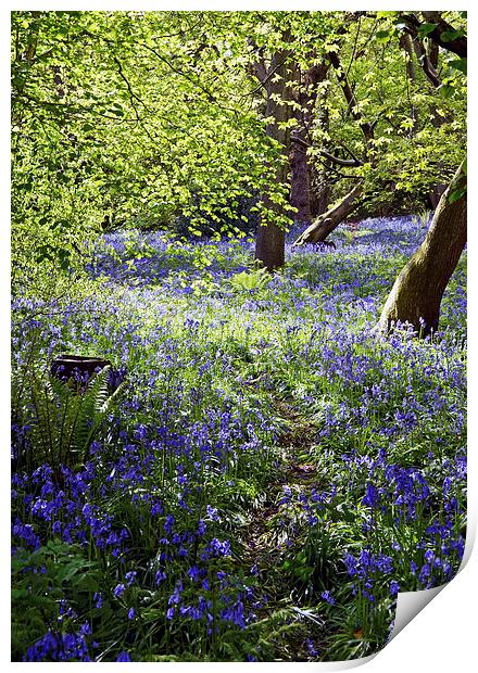 Bluebells in Priors Wood Print by Carolyn Eaton