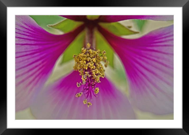 Magical Mallow Framed Mounted Print by Jean Booth