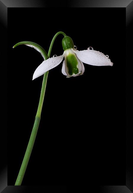 Snowdrop, Galanthus elwesii Framed Print by Rachael Drake