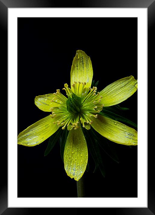 Winter Aconite, Eranthis Cilicica Framed Mounted Print by Rachael Drake