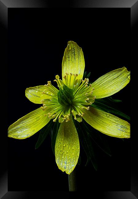 Winter Aconite, Eranthis Cilicica Framed Print by Rachael Drake