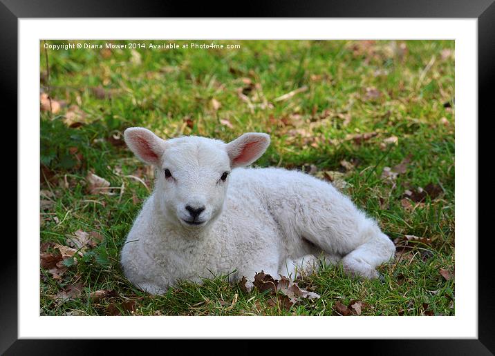 Young white Lamb  Framed Mounted Print by Diana Mower