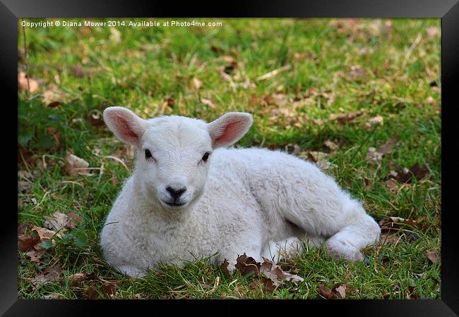 Young white Lamb  Framed Print by Diana Mower
