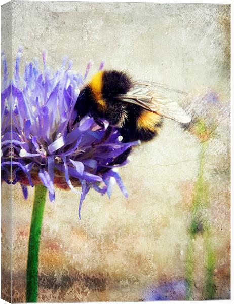 bumblebee blues Canvas Print by Heather Newton