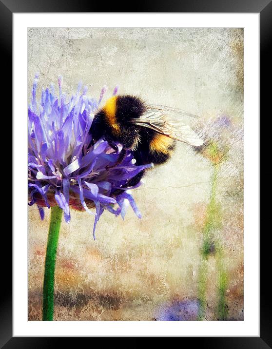 bumblebee blues Framed Mounted Print by Heather Newton
