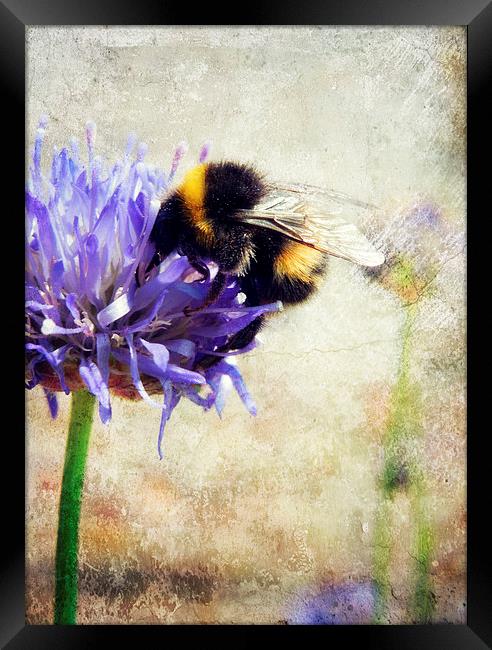 bumblebee blues Framed Print by Heather Newton