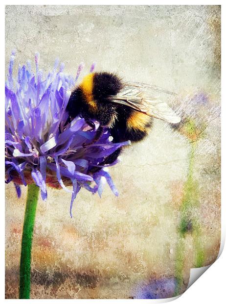 bumblebee blues Print by Heather Newton