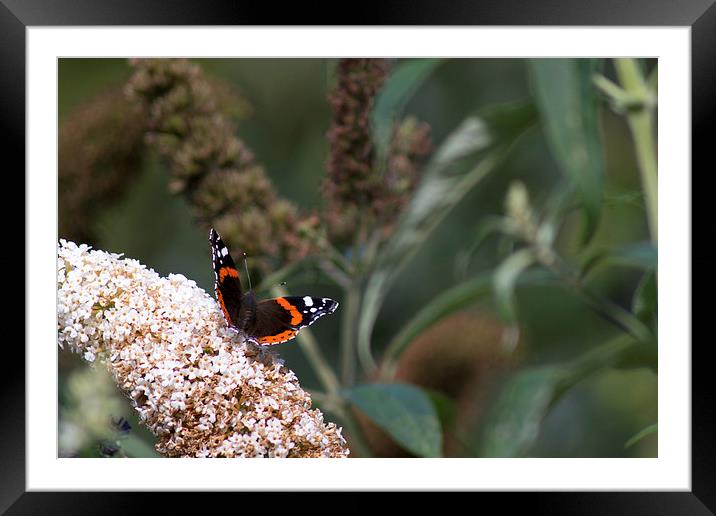 Springburn Red Admiral Framed Mounted Print by Andrew Mckinlay