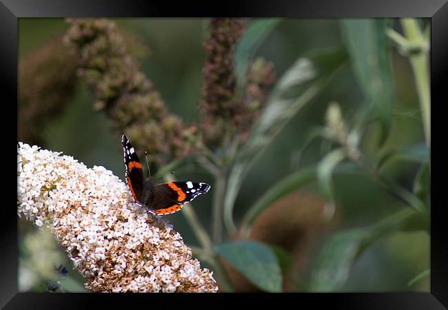 Springburn Red Admiral Framed Print by Andrew Mckinlay