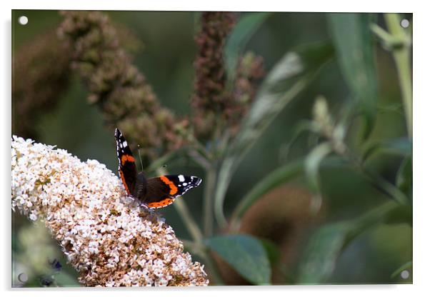 Springburn Red Admiral Acrylic by Andrew Mckinlay