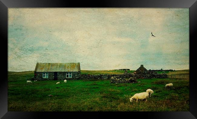 Shetland landscape Framed Print by Heather Newton