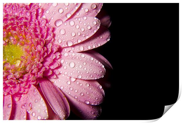 wet petals Print by Eddie Howland