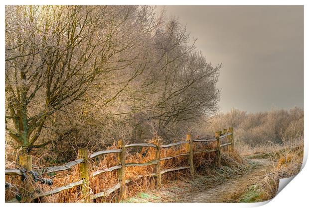 common frost Print by Eddie Howland