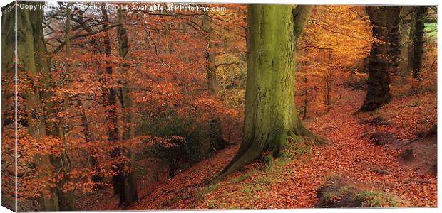 Ousebrough Woods Canvas Print by Ray Pritchard