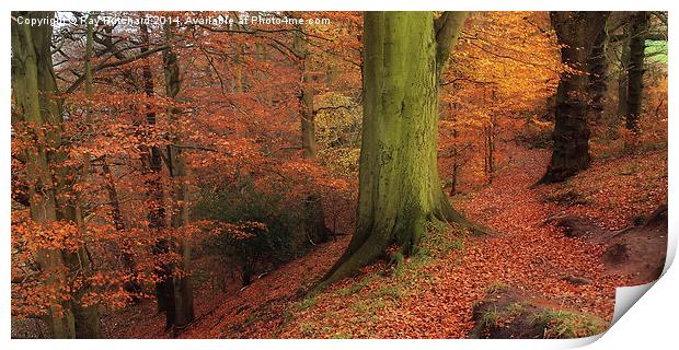 Ousebrough Woods Print by Ray Pritchard