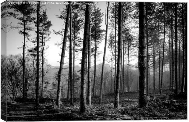 Ousbrough Woods Black and White Canvas Print by Ray Pritchard