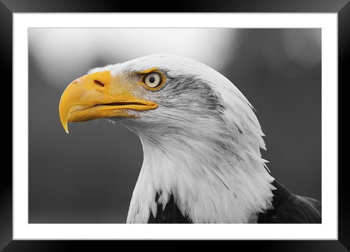 Bald Eagle Framed Mounted Print by Adam Withers