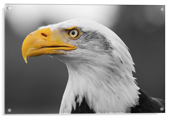 Bald Eagle Acrylic by Adam Withers