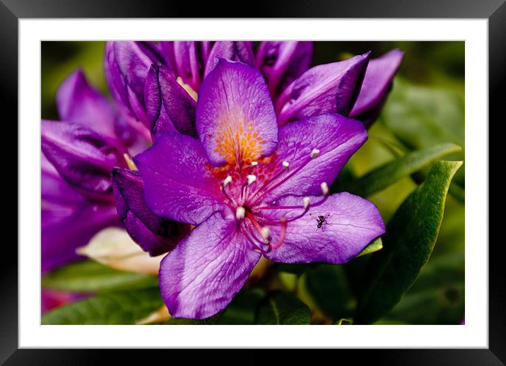 Fly to a Flower Framed Mounted Print by Luis Lajas