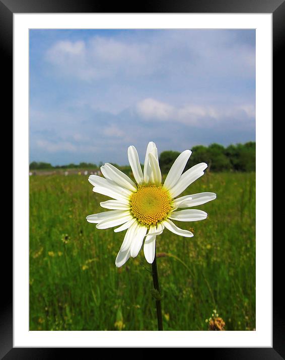 Meadow Daisy Framed Mounted Print by Adam Withers