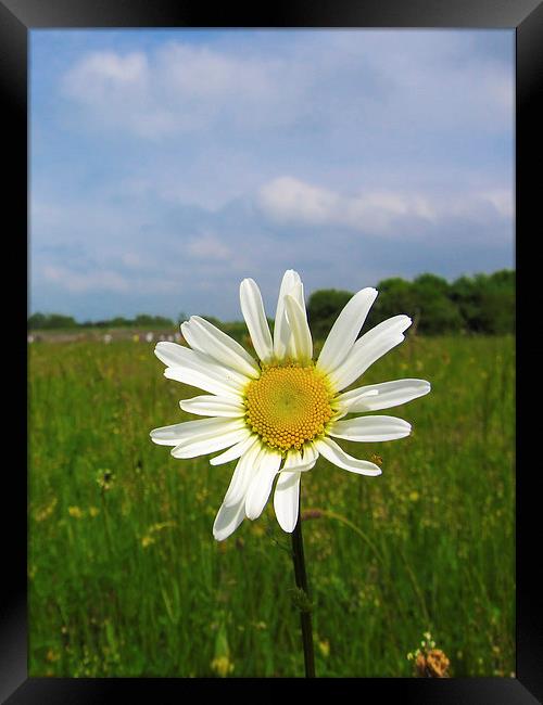 Meadow Daisy Framed Print by Adam Withers