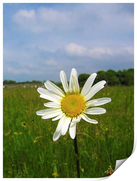 Meadow Daisy Print by Adam Withers
