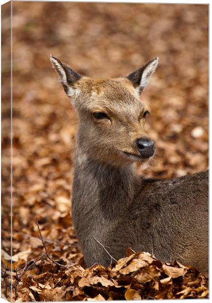 Deer in Autumn Leaves Canvas Print by Adam Withers