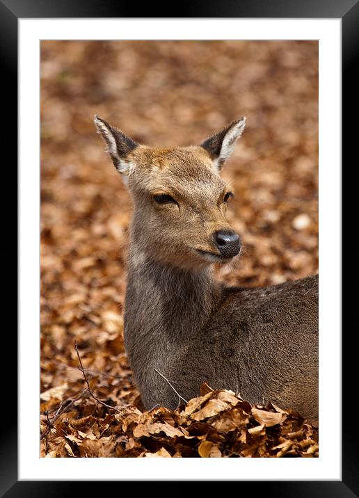 Deer in Autumn Leaves Framed Mounted Print by Adam Withers