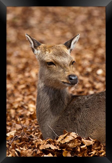Deer in Autumn Leaves Framed Print by Adam Withers