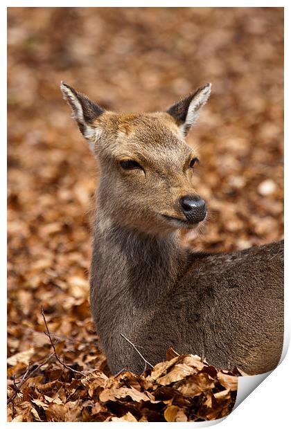 Deer in Autumn Leaves Print by Adam Withers
