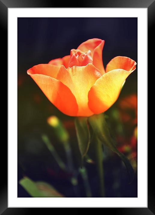 Rose.. Framed Mounted Print by Nadeesha Jayamanne