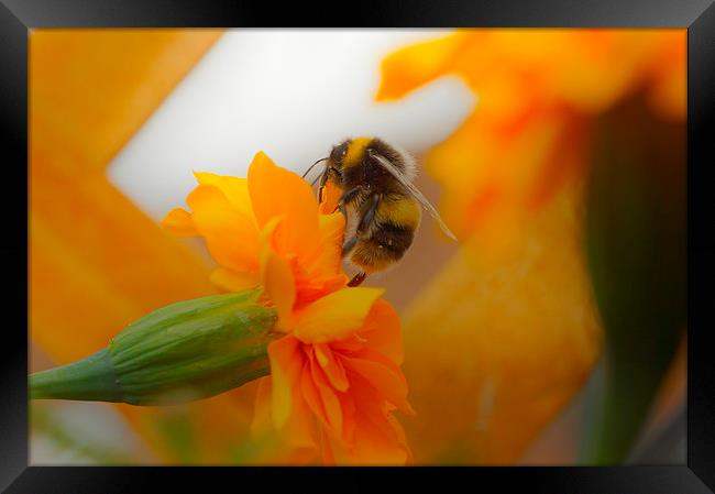 Bumbles Nectar Framed Print by Andrew Middleton