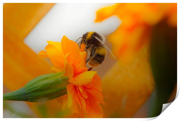 Bumbles Nectar Print by Andrew Middleton
