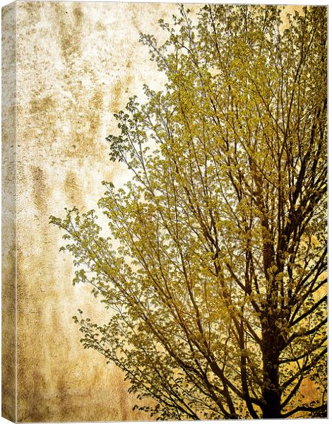 Tree Silhouette Canvas Print by Mary Lane